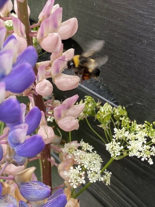 Bi flyger nära blommor i olika stadier av blomning, suddiga vingar visar rörelse.