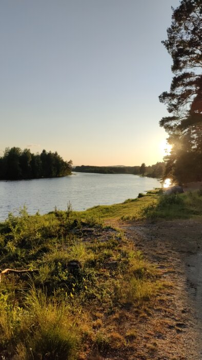 Solnedgång vid sjö, tallar, gräs, stig, lugn atmosfär, varma färger, sommarkväll, reflektion i vatten.