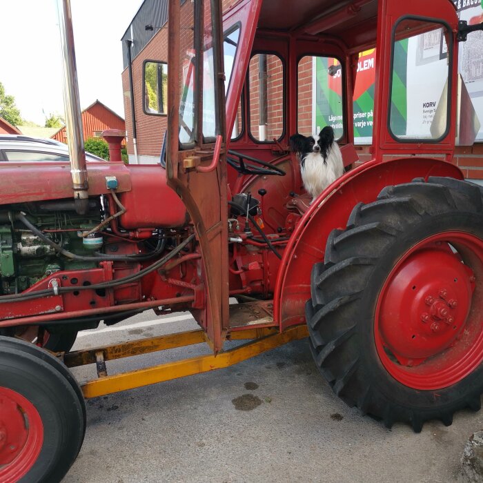 Röd traktor, öppen dörr, hund sitter i förarhytten, byggnader i bakgrunden, dagtid.