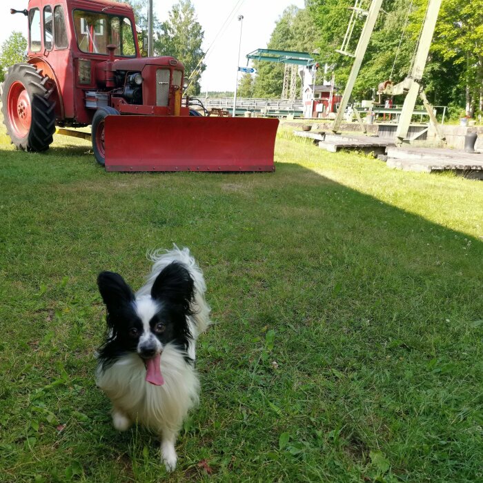 En hund framför röd traktor med snöblad, grön natur, blå himmel, brygga och sluss i bakgrunden.