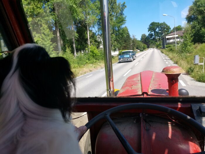 Hund tittar ut från traktors förarhytt på solig väg.