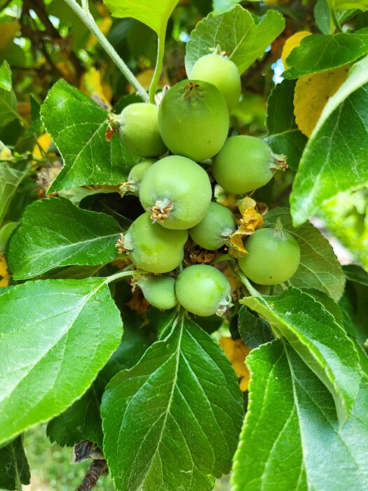 Gröna omogna äpplen på gren, omgivna av frodiga gröna blad i solljus.