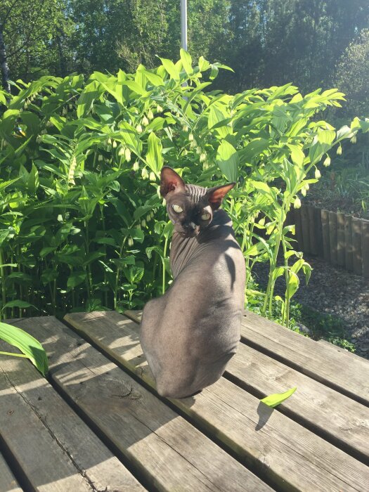 En Sphynx-katt sitter på träbänk utomhus, vänder sig om, gröna buskar i bakgrunden.