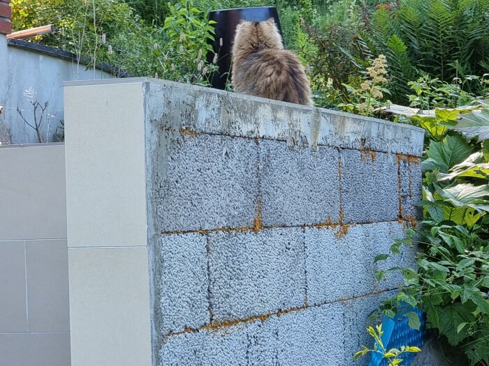 En katt sitter ovantill på en murad vägg med grönska i bakgrunden.