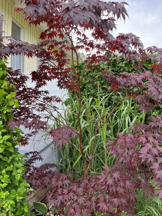 Röd japansk lönn framför hus och gröna växter, troligt en trädgård, dagsljus.