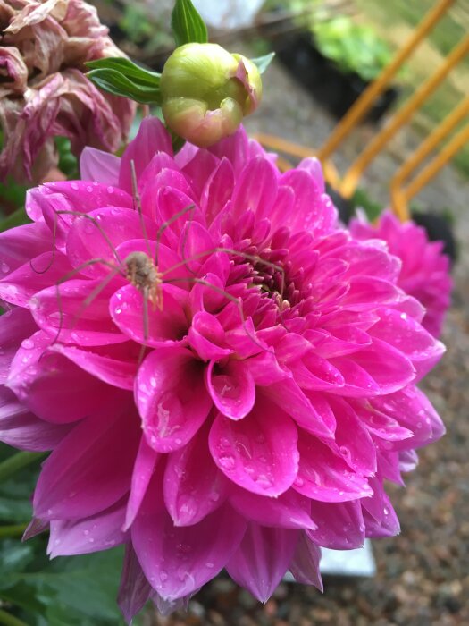 Närbild, rosa dahlia med vattendroppar, knopp, vissnad blomma, grönt bladverk, suddig bakgrund.