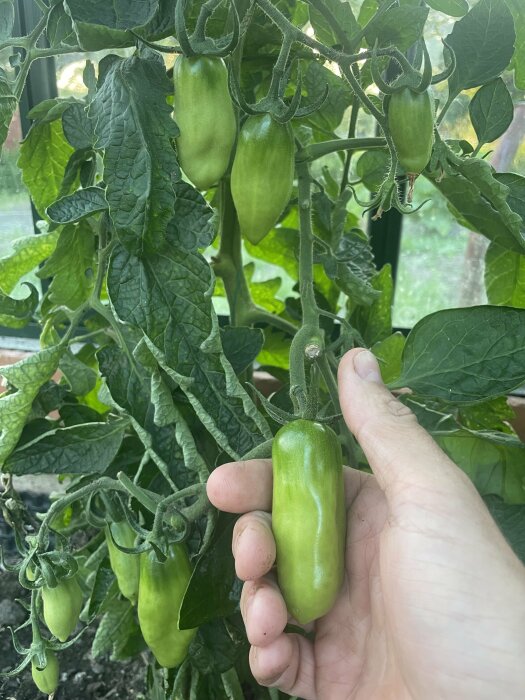 Hand håller omogen tomat på växt inomhus, gröna blad, potentiellt växthus.