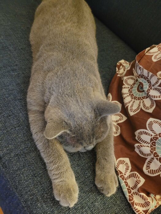 Grå katt ligger utsträckt på soffa med huvudet dolt, bredvid mönstrad kudde.