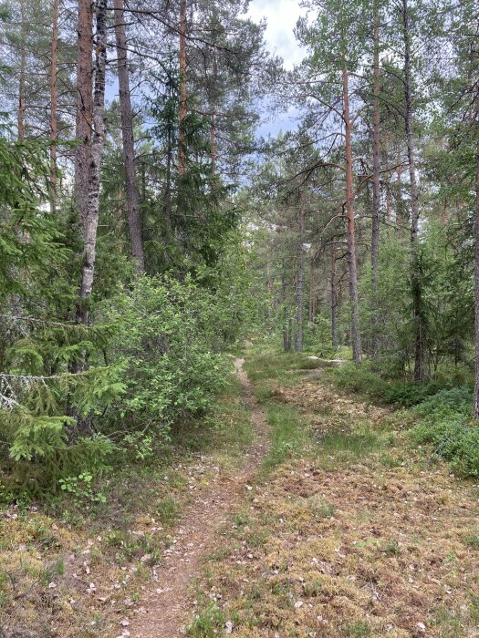 Skogsstig i barrskog, grönt lövverk, tallar, stenar, molnig himmel, natur, dagtid, friluftsliv, stillhet.