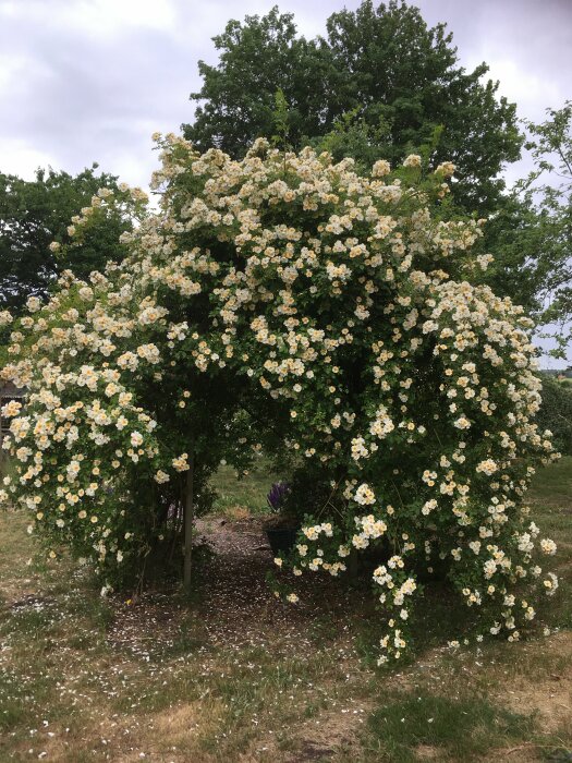 Blommande buske med vita rosor skapar naturlig båge över stig; grön bakgrund, mulen himmel.