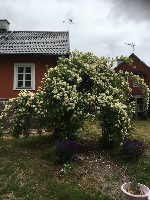 Blommig buskarske, röd stuga, molnig himmel, plantering, grusgång, lugn, svensk sommar.