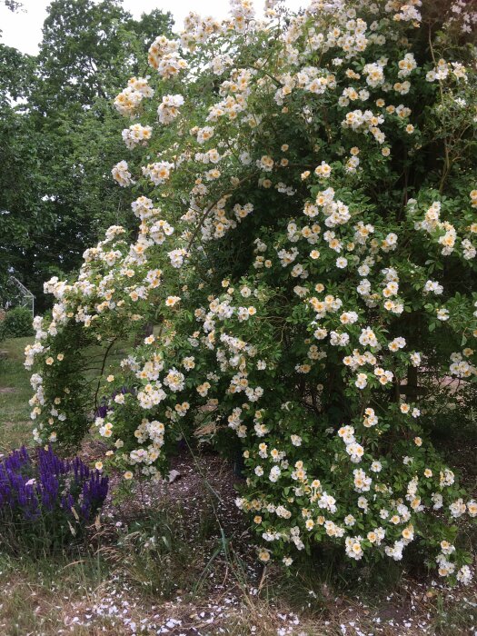 Stor, blommande buske med vita rosor, gröna blad, lila blommor nertill, utomhusmiljö.