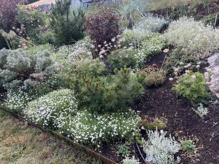 Välskött trädgårdsrabatt med varierade gröna växter och vita blommor, uppdelad med brun kant.