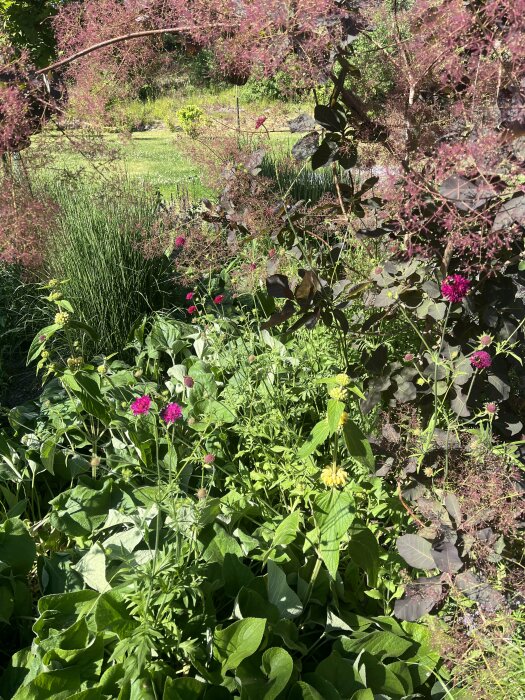 En trädgård med gröna växter, blommor, lövverk. Naturlig, frodig, oorganiserad, solbelyst.