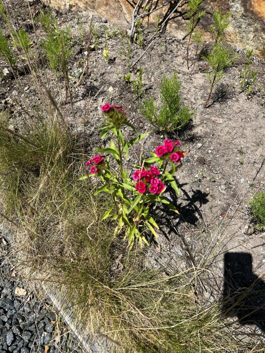 Röda blommor i förgrunden, stenig mark, grässtrån, skugga till höger, solljus, och en stenig bakgrund.