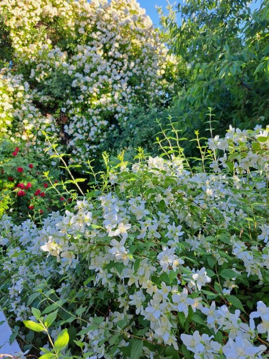 Trädgård med blommande buskar, vita och röda blommor, gröna löv, under soligt väder.