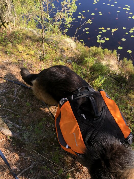 Hund med packväst vid sjö, näckrosor, skogsmark, solljus, utomhusäventyr, vandring, natur.