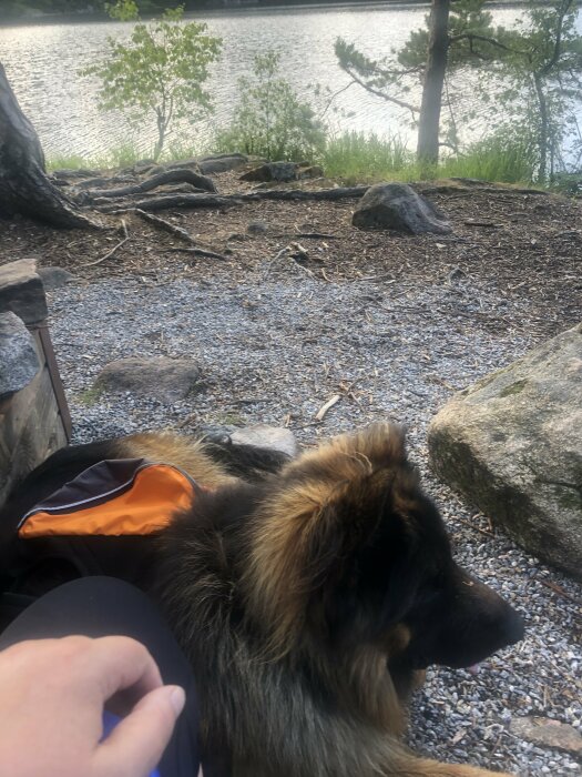 Person sitter bredvid en hund i naturen, vid sjö med träd och stenar. Utomhus, avkoppling, natur, sällskap.