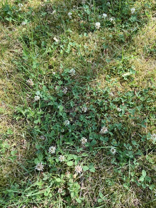 Grön gräsmatta med klöver och vita blommor. Ojämnt klippt och vildvuxet gräs. Naturligt landskap.