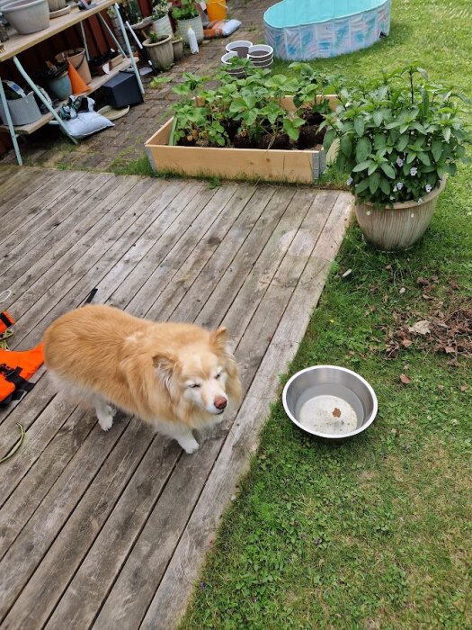 Trädgård med hund, trädäck, växter, tom matskål, simbassäng för barn i bakgrunden.