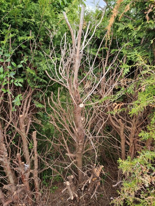 Träd med nakna grenar framför gröna buskar och växter, beskuren eller död vegetation.