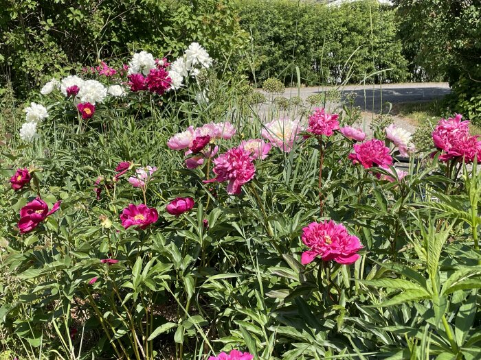 Lummig trädgård med rosa och vita pionblommor, gröna blad, synlig väg i bakgrunden.