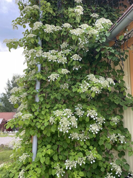 Grönt klätterväxt med vita blommor på fasad nära stuprör, molnig himmel i bakgrunden, lantlig miljö.