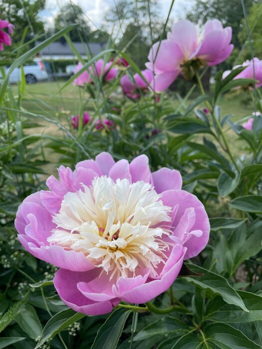 Närbild av rosa och vit pionblomma, gröna blad, oskarp trädgårdsbakgrund med andra blommor och hus.