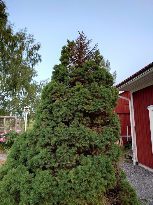 Stort barrträd med brun topp, nära en röd stuga, omgivet av grönska och trädgårdsdekoration.