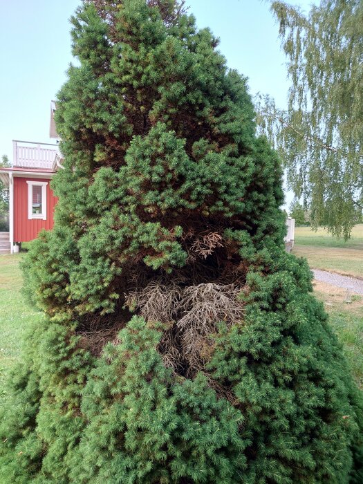 Lummig gran med en ihålig del, röd träbyggnad i bakgrunden, grönt gräs, klart dagsljus.