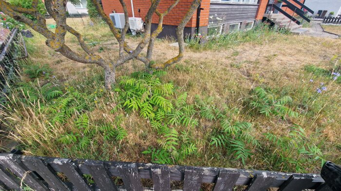 Trädgård med övervuxet gräs, träd, staket och en del av ett hus. Ovårdat utomhusområde på sommaren eller hösten.