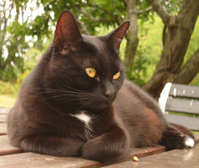 Svart katt med glänsande gula ögon ligger på träyta utomhus.