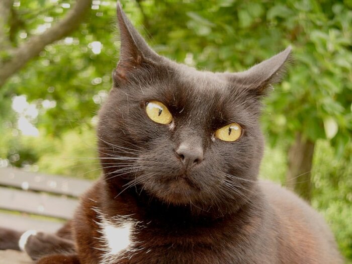 Svart katt med lysande gula ögon, gröna blad i bakgrunden, närbild, dagtid.