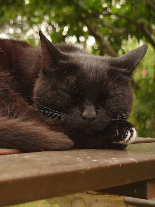 Svart katt sover fridfullt på träyta utomhus.