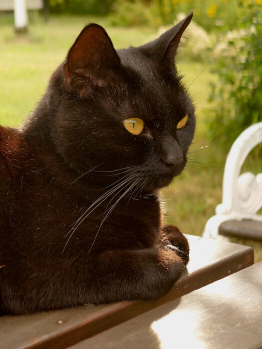 Svart katt med gula ögon ligger på träyta utomhus, ser eftertänksam ut.