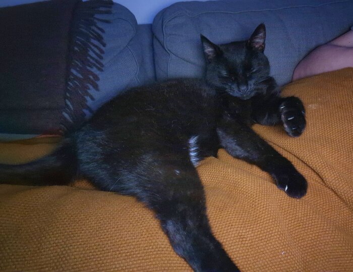 Svart katt sover bekvämt på en orange soffa bredvid en person.