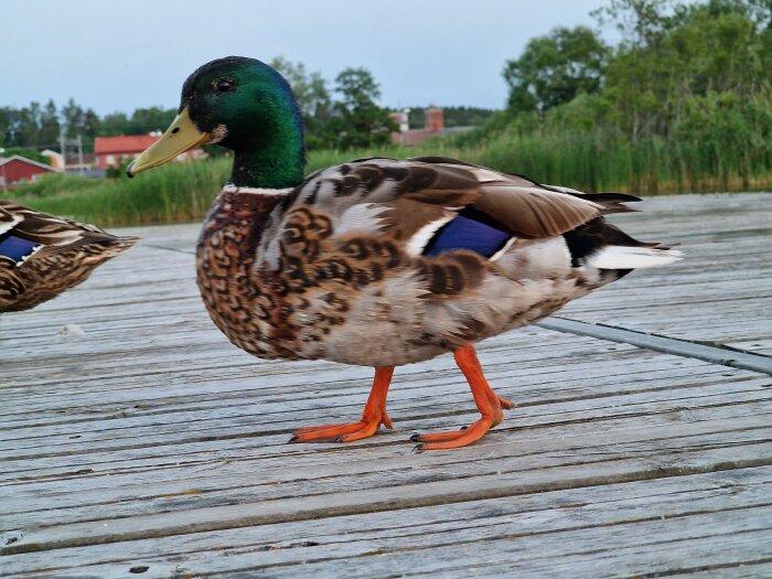 En gräsand med lysande grönt huvud står på en träbrygga, en suddig and i bakgrunden.