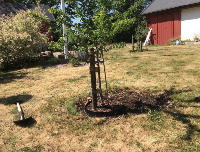 Ett ungt träd stöttas av pålar, gräsmatta, verktyg på marken, röd lada, solig dag.