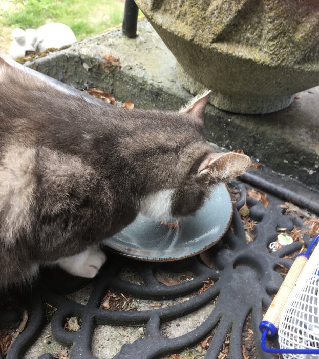 Gråvit katt dricker ur blå skål på gjutjärnsgrill; vit figur och tennisracket syns också.