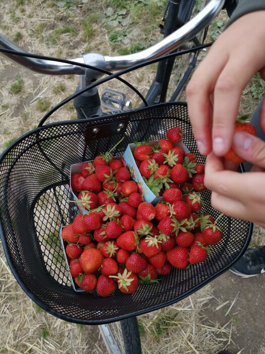 Korg på en cykel full med röda jordgubbar, hand håller en, sommardag.