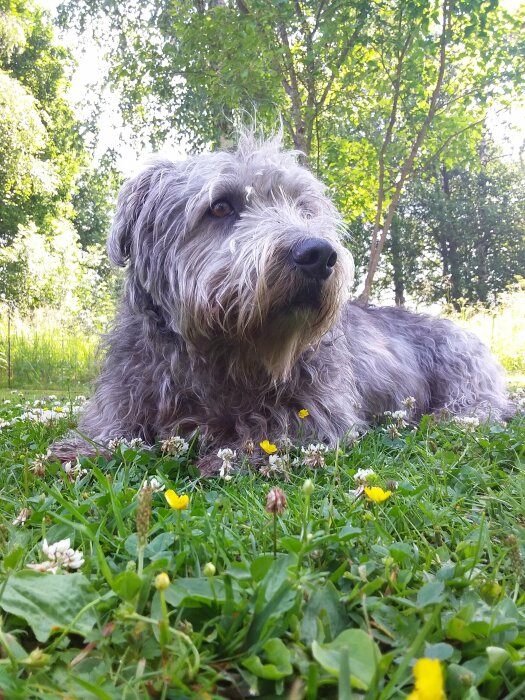 Grå lurvig hund ligger i grönt gräs med blommor, träd i bakgrunden, dagtid, ser avslappnad ut.