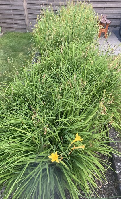 Trädgårdsbuske med gröna blad och gula blommor, mot staket, bredvid träbänk och stenplattor.