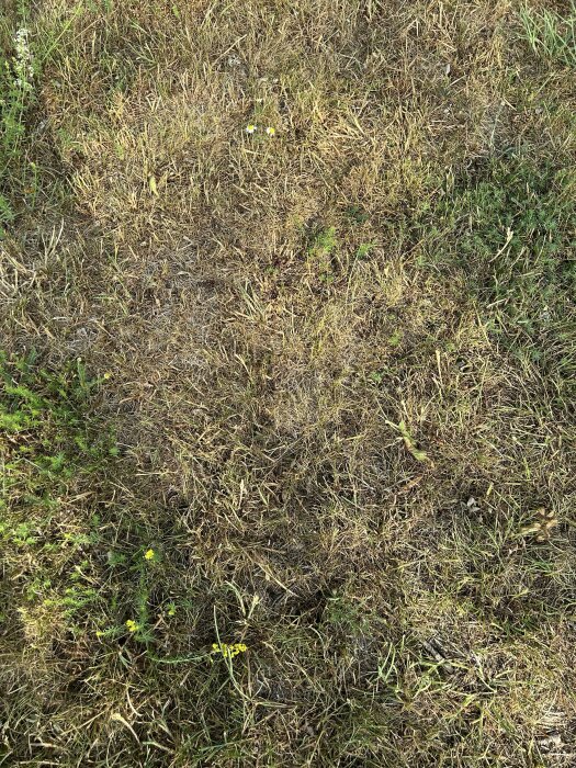 Torr, brun gräsbevuxen mark med några gröna växtdelar och små gula blommor.