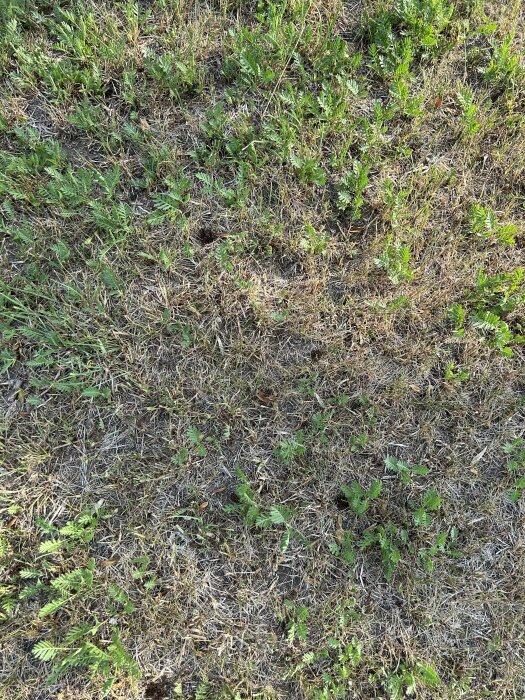 Ojämn gräsmatta med grönt gräs och döda grästuvor. Några löv synliga. Naturlig bakgrund.