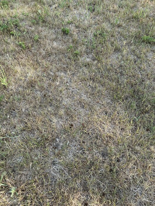 Torrt gräs på marken med några gröna fläckar, tecken på torka eller sommarvärme.