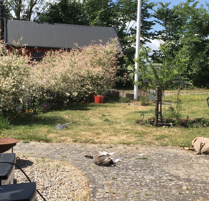 Trädgård med blommande buskar, två katter, grönt gräs och hus i bakgrunden en solig dag.