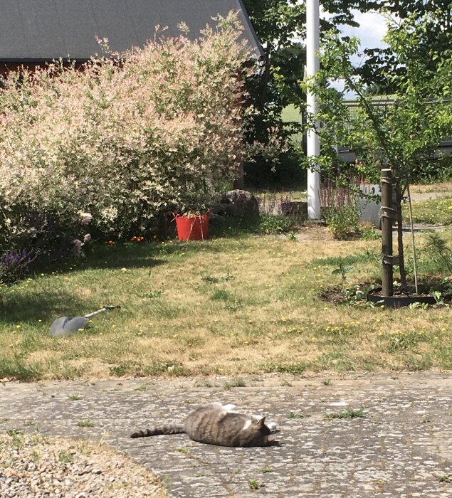 Trädgård med katt, träd, buskar, gräs och hink på solig dag.