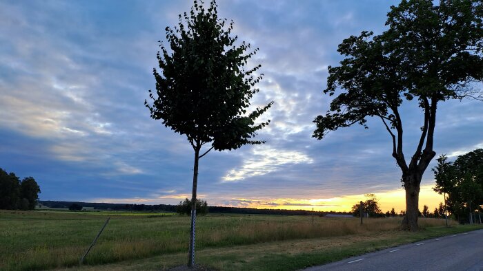 Landskap vid solnedgång med träd, moln och en väg. Lugnt, stillsamt och vackert.