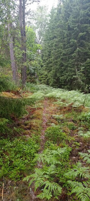 En smal stig genom en frodig skog täckt med ormbunkar och gröna växter.