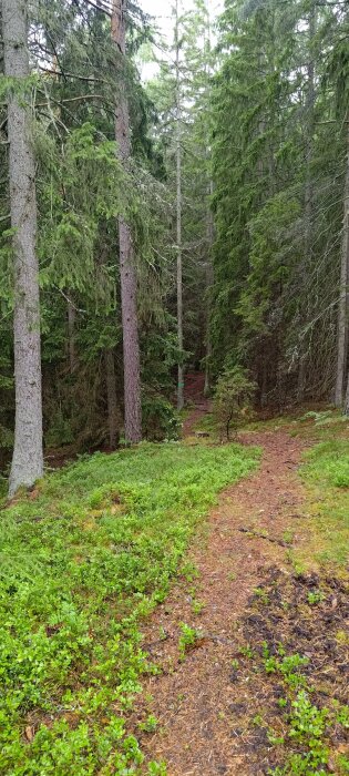 Lummig skog med tallar, grönt undervegetation, stig genom skogen, tyst och naturlig atmosfär.